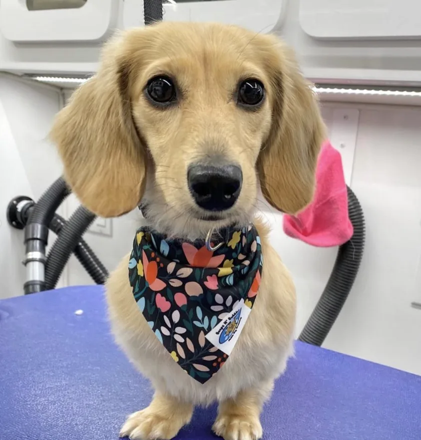 Dachshund wearing custom grooming bandana with salon logo