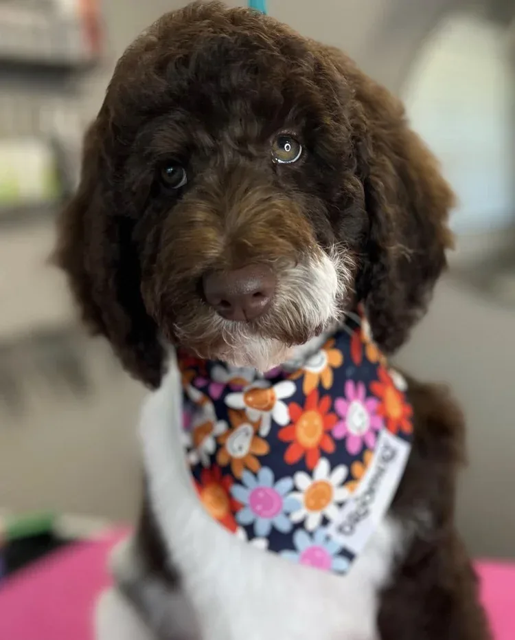 Groomed dog with custom logo bandana — floral print