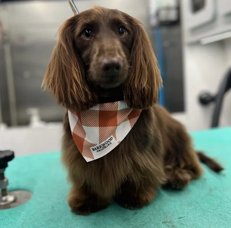 Dog wearing wholesale custom bandana — gingham pattern