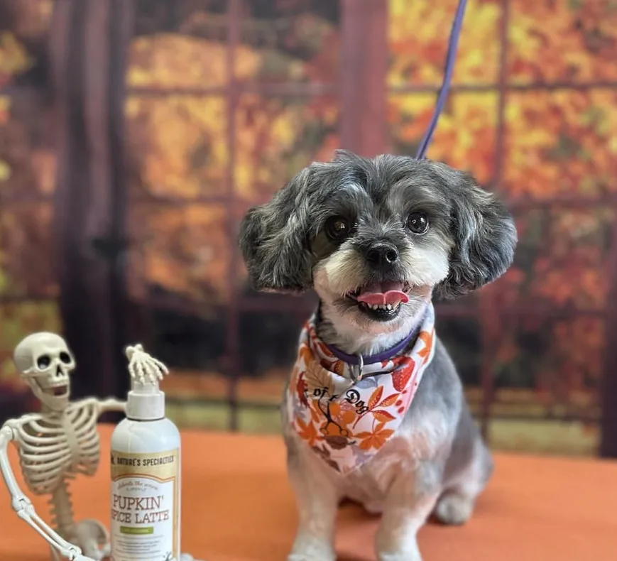 Dog with branded grooming bandana — seasonal Halloween print