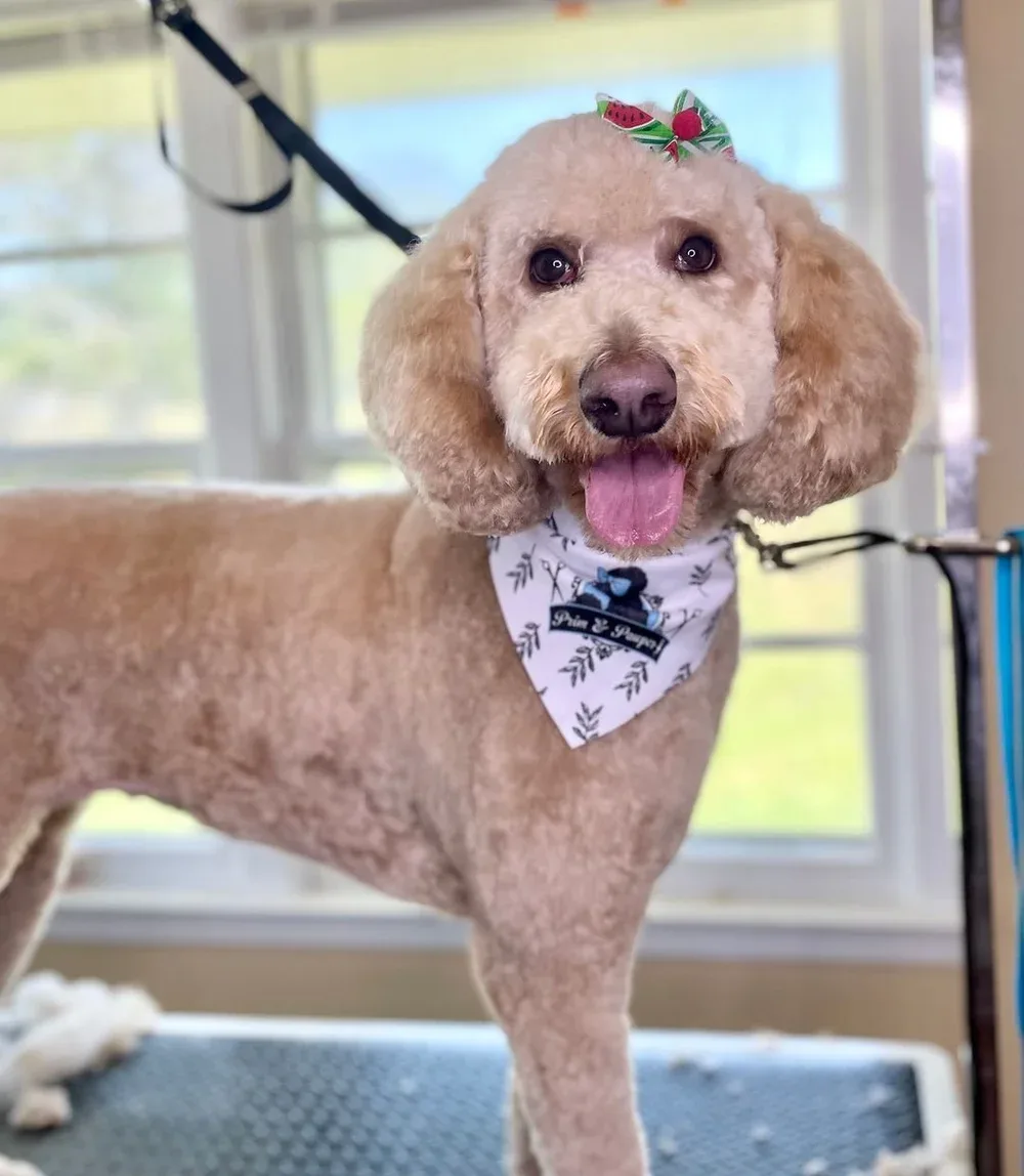 Poodle wearing custom logo bandana from grooming salon subscription