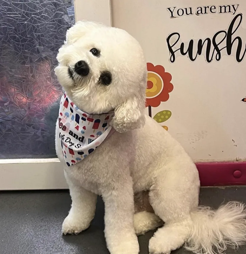Dog with custom branded grooming bandana — summer pattern