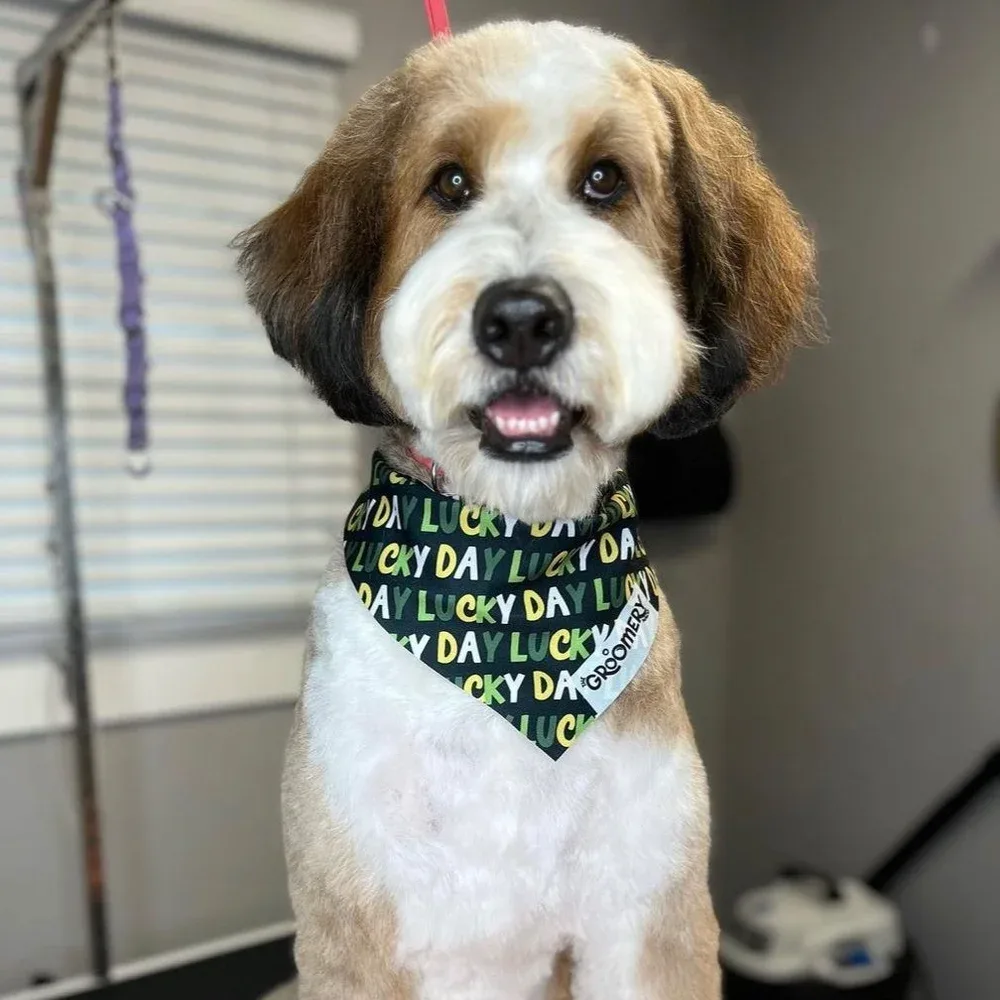 Dog wearing custom logo bandana — St. Patrick's Day grooming bandana