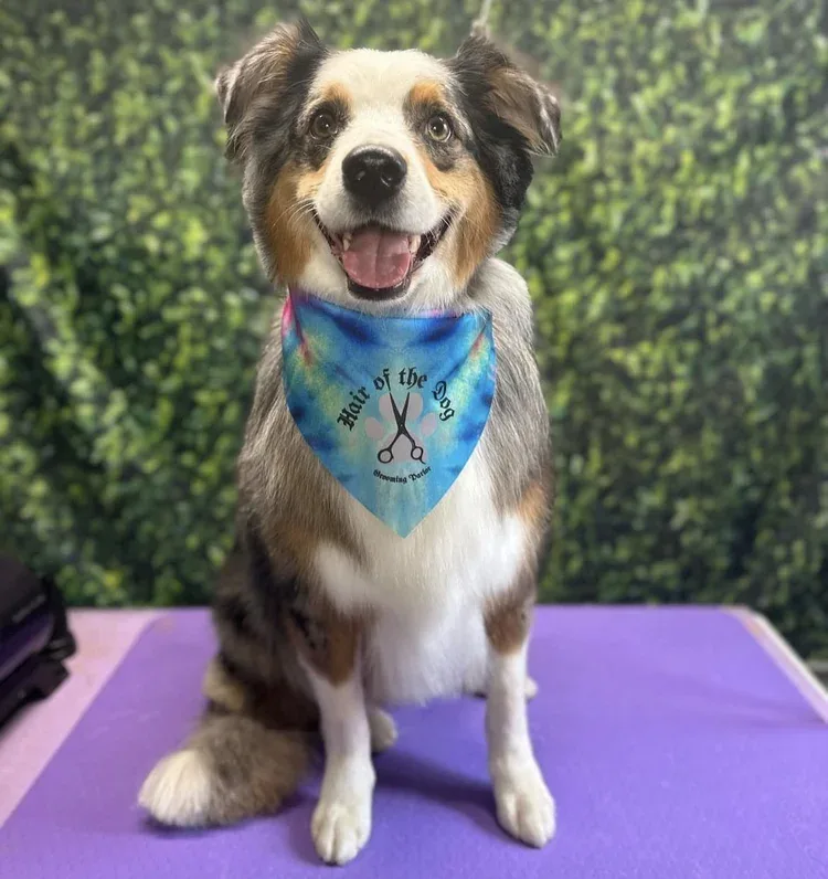 Groomed dog with custom wholesale bandana — tie-dye print